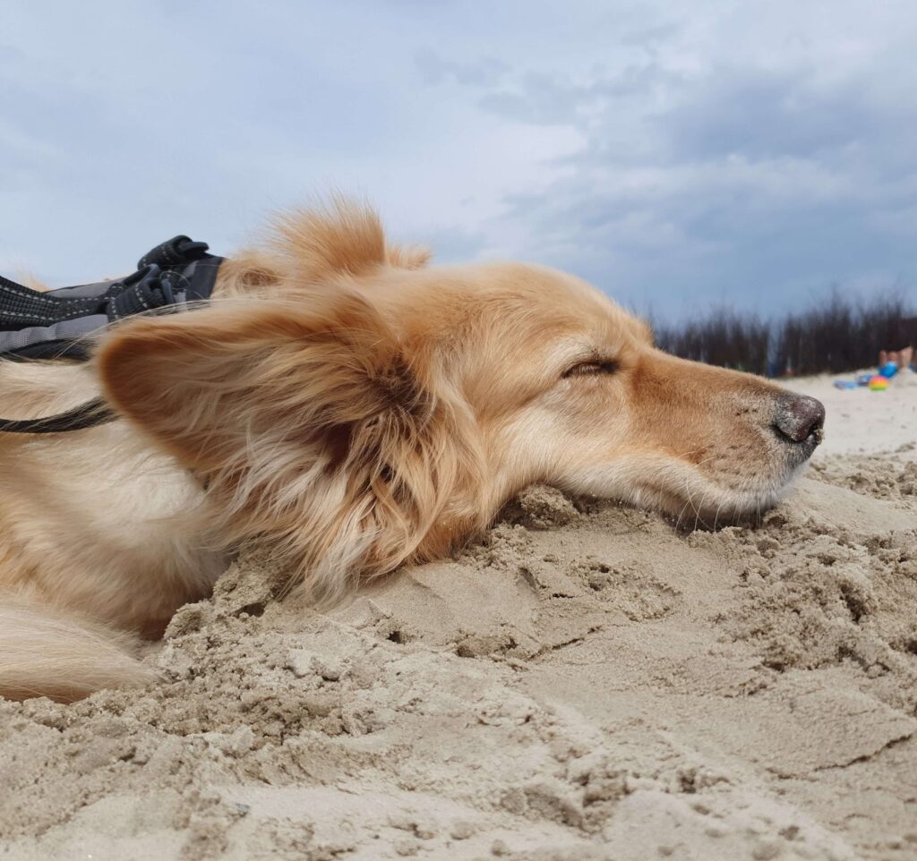 Hund Keisy entspannt im Sand am Strand- Vanlife mit Hund und ruhige Momente unterwegs.
