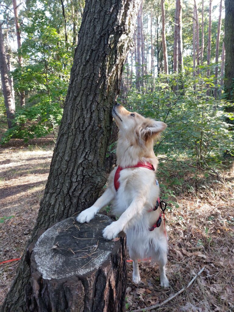 Hund Keisy im Wald schnuppert an einem Baumstamm Sparziergang in der Natur beim Vanlife und Reisen mit Hund