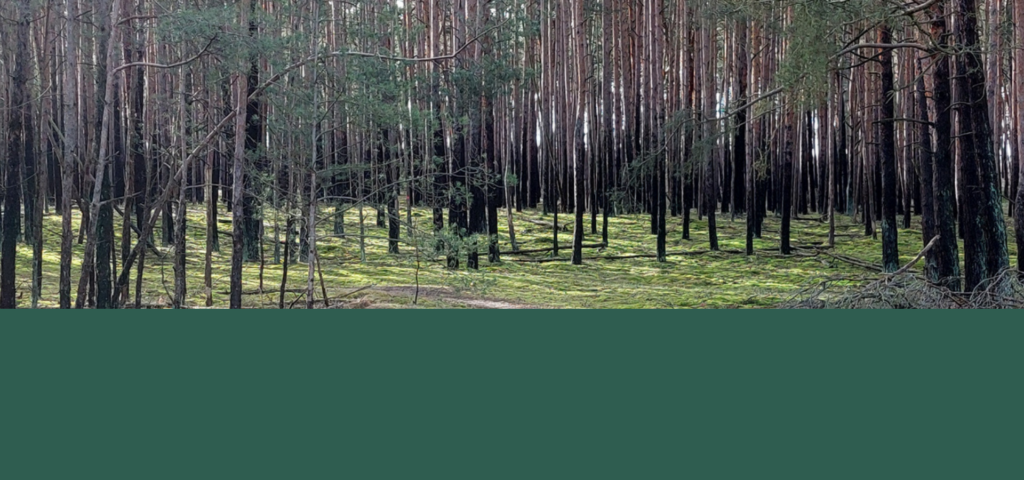 Waldlandschaft in Europa auf einen Roadtrip mit Camper und Hund