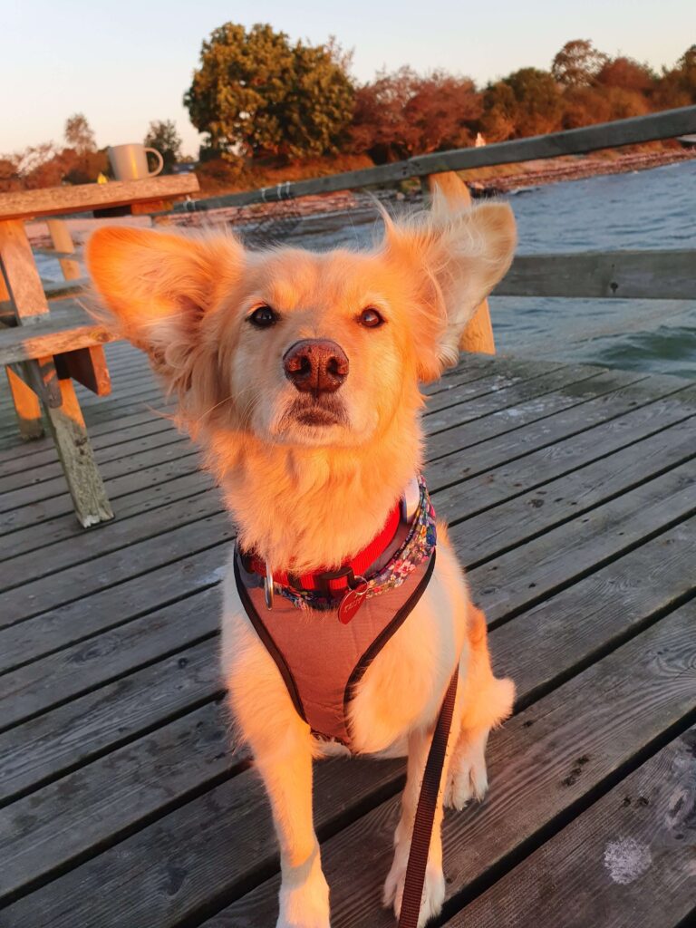 Unser Hund Keisy genießt das Leben Unterwegs beim Reisen mit Camper und Hund. Ihr scheint die aufgehende Sonne auf das Gesicht. Sie sitzt auf ein Steck am Meer