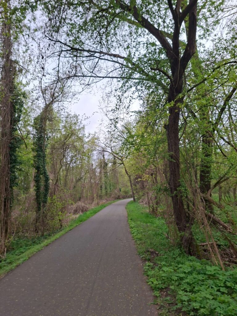 Ein asphaltierter Waldweg, der zwischen Bäumen mit frischen Frühlingsgrün in die Ferne schlängelt, symbolisch für unseren Start in das neue Leben und die bevorstehende Reise.