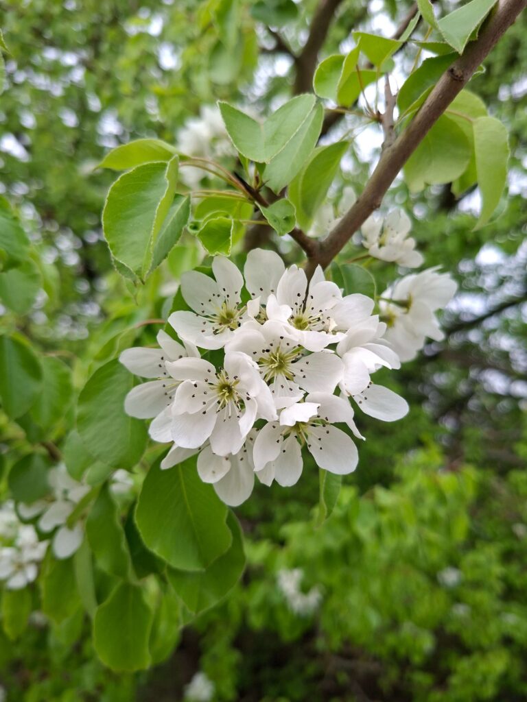 Eine Nahaufnahme von frischen, weißen Blüten im grünen Laub, die symbolisch für den Neu Anfang unseres Lebens im Camper stehen. Blüten im Frühling. Frühling die schönste Jahreszeit im Jahr.