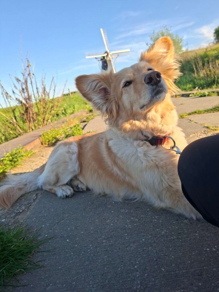 Hund Keisy im Camper in den Niederlande unterwegs, im Hintergrund eine typische Windmühle und Natur.