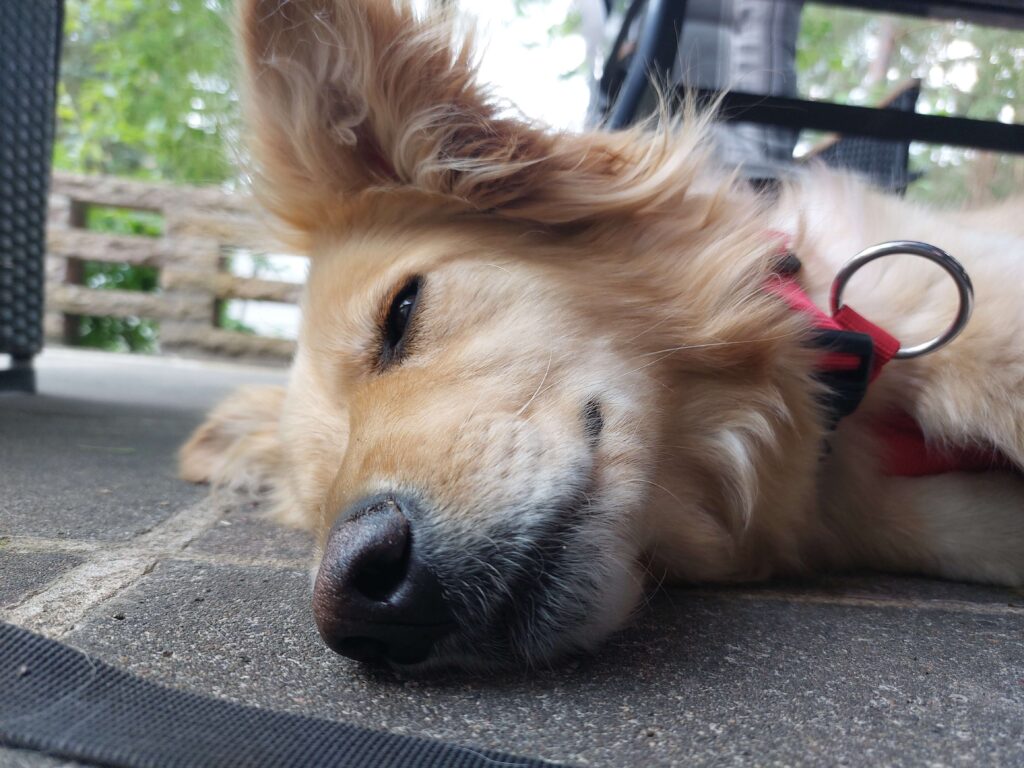 Keisy entspannt im Camper und genießt die ruhe während unsere  Reise durch die Niederlande.