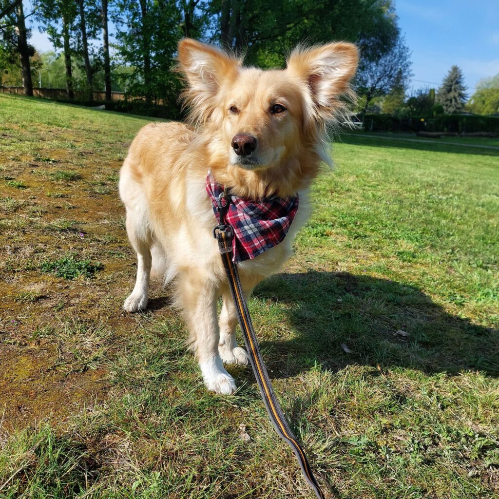 Hund Keisy unterwegs in den Niederlanden beim reisen mit dem Camper in der Natur zwischen Wiesen und Sparziergängen.