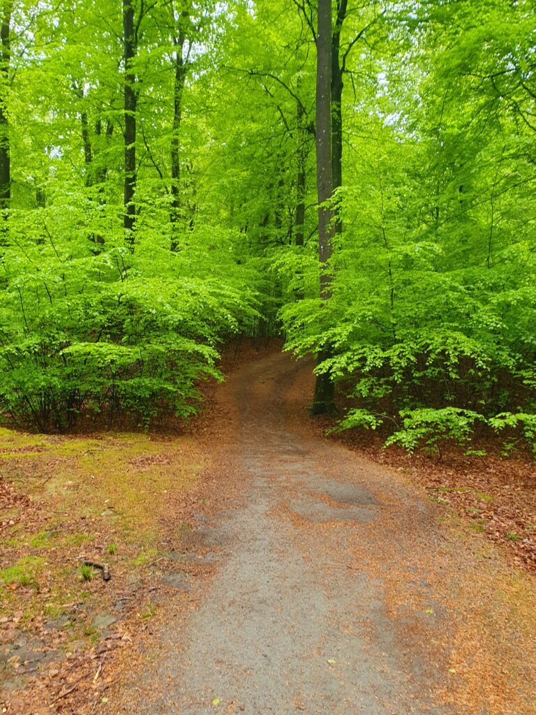 Waldweg im grünen Buchenwalde in Schweden, aufgenommen während unserer Camper Reise durch Schweden
