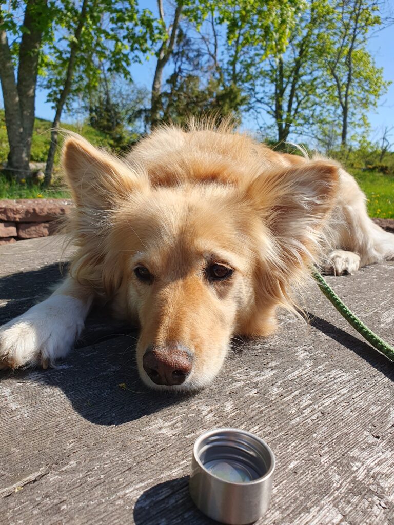Campen mit Hund in Schweden. Keisy genießt eine pause während unsere reise durch die schwedische Natur.