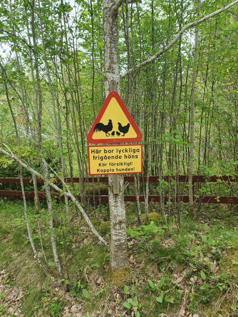Schwedisches Hinweisschild für freilaufende Hühner im wald. Wissenswertes über Schweden, Tierhaltung und gegenseitige Rücksicht in der Natur. IDas Schild ist in Rot-Gelb.