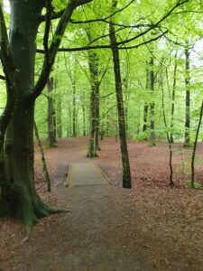 Waldweg in Schweden während unserer 5 Wochen langen Camper reise durch Naturresevate und Wälder