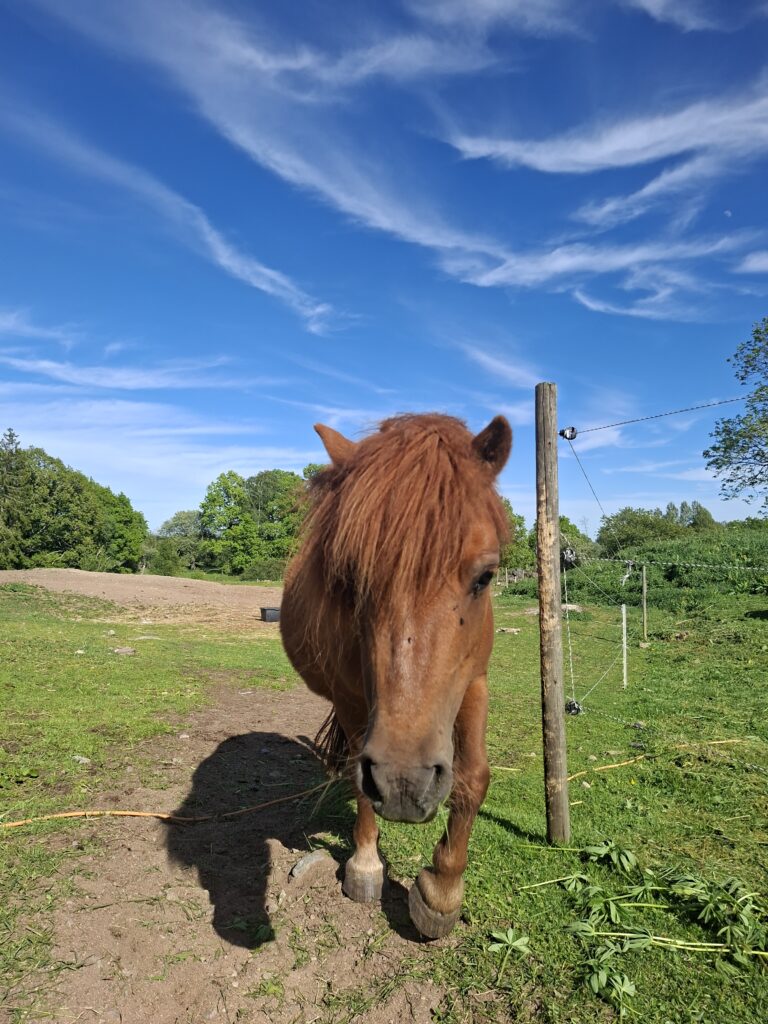 Mini Pony auf einem Hof in Schweden während unserer zweieinhalb Wochen in Schweden mit dem Camper.