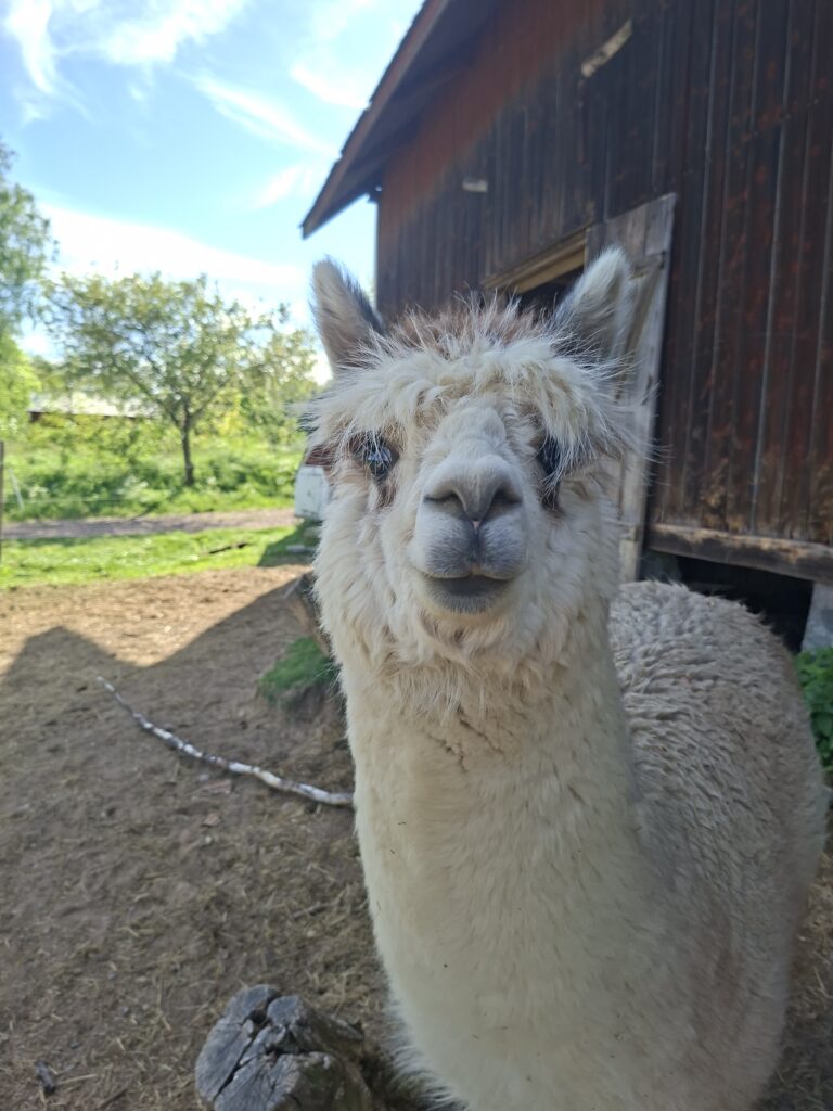 Neugieriges Alpaka auf einem Schwedischen Hof während unserer Reise durch Schweden mit dem Camper.