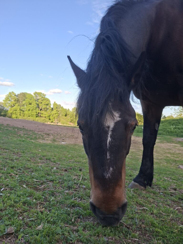 Pferd auf einer grünen Weide in Schweden authentische Begegnungen während unserer Camper Reise.