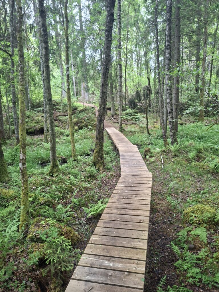 Holzsteg durch ein Naturresevat in Schweden. Schwedische Natur und beliebte wanderwege.