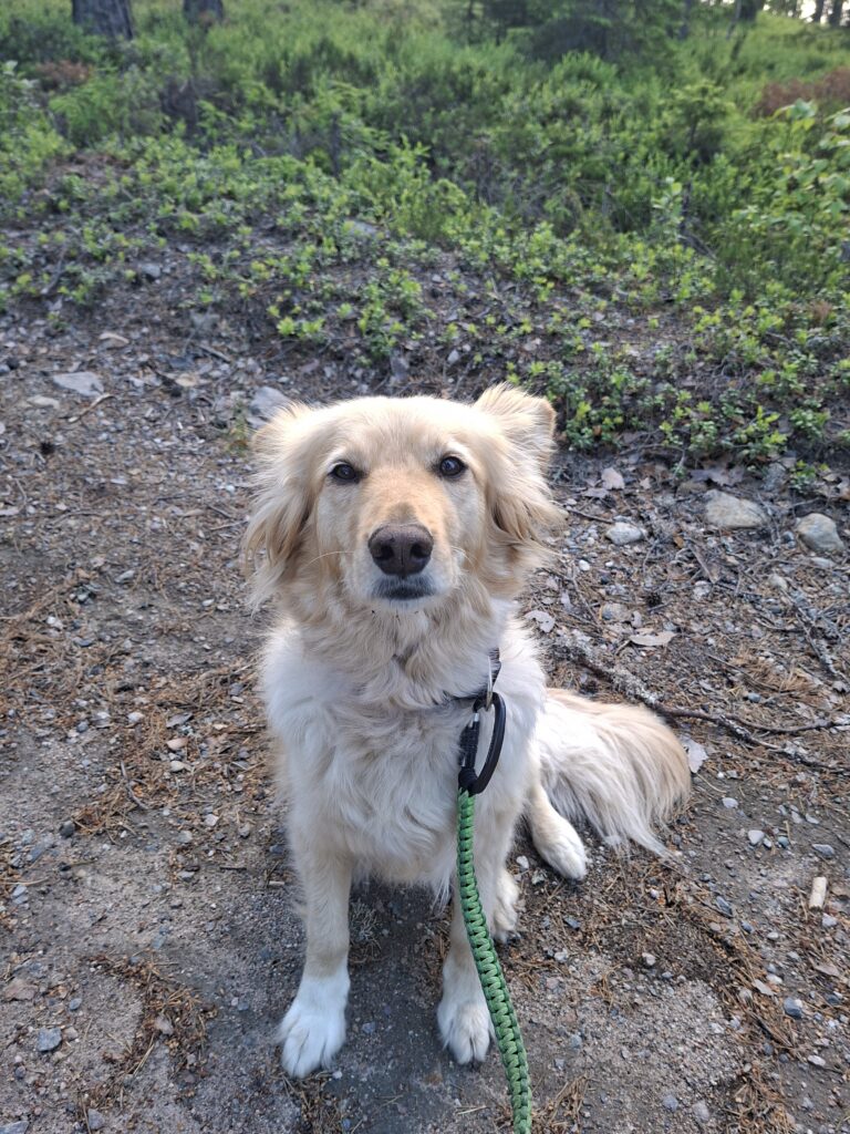 Keisy unterwegs auf einer Wanderung in Schweden. Reisen mit Hund durch schwedische Wälder und Naturreservate.