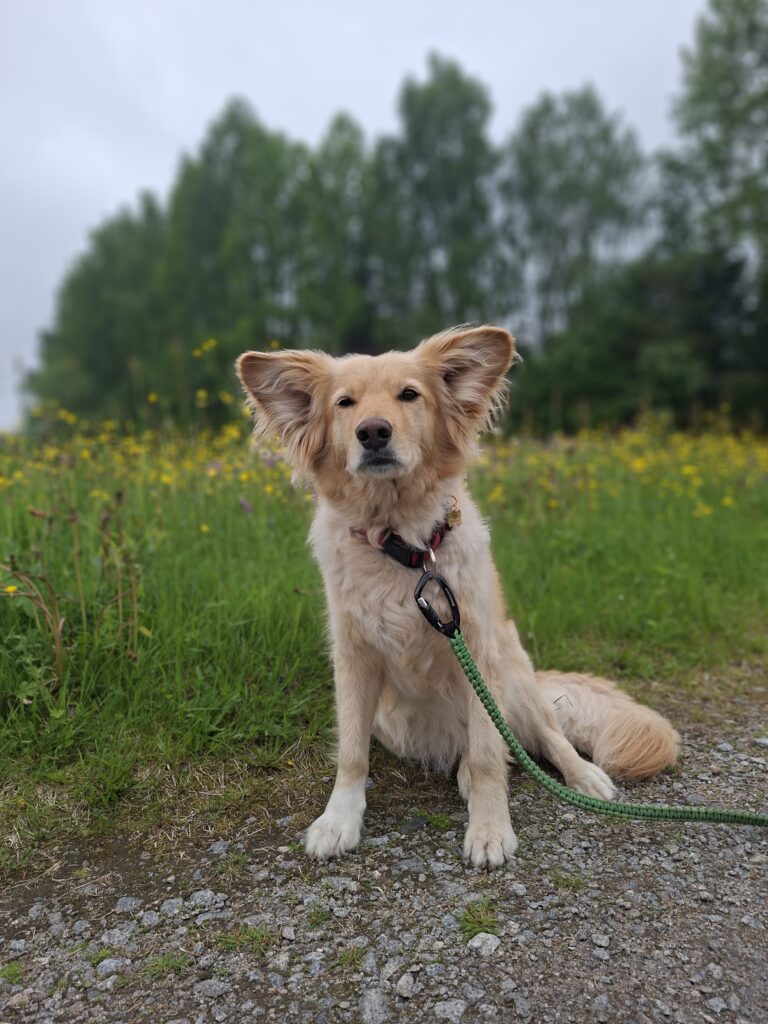 Keisy in Schweden auf einen Wanderweg in Schweden vor einer Wiese