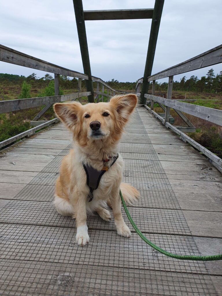Keisy unterwegs mit uns in Schweden. Mit Camper und Hund unterwegs durch Schweden