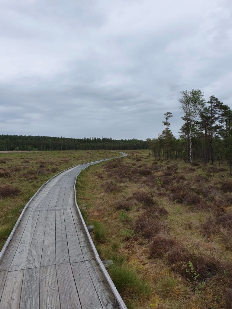 Wanderweg durch die schwedische Natur unsere Erfahrungen nach zweieinhalb Wochen Schweden mit dem Camper