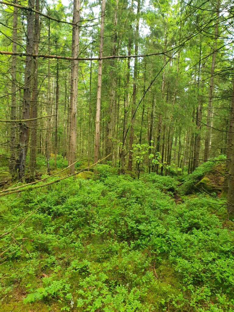 Store Mosse Nationalpark.
