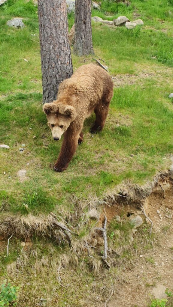 Ein Braun Bär im Tierpark Boras auf einen sehr großen Gelände. Eine Attraktion während unserer Camper reise durch Schweden.