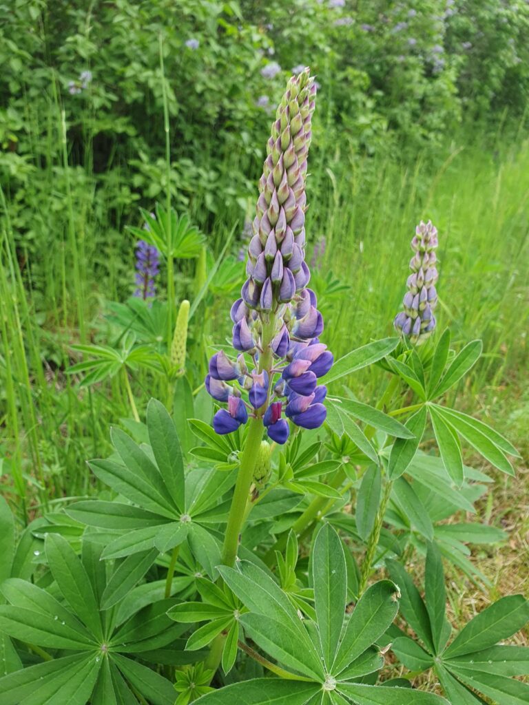 Lumpine in der schwedischen Natur. wissenswertes über Schweden und warum die beliebten Blumen für die heimische Artenvielfalt problematisch sein können.