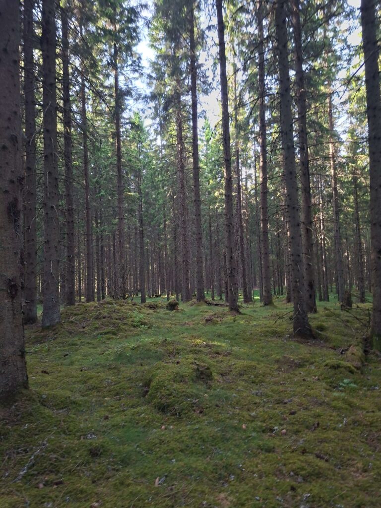 Waldsparziergang in Schweden ruhiger Kiefernwald während unserer zweieinhalb Wochen Schweden mit dem Camper