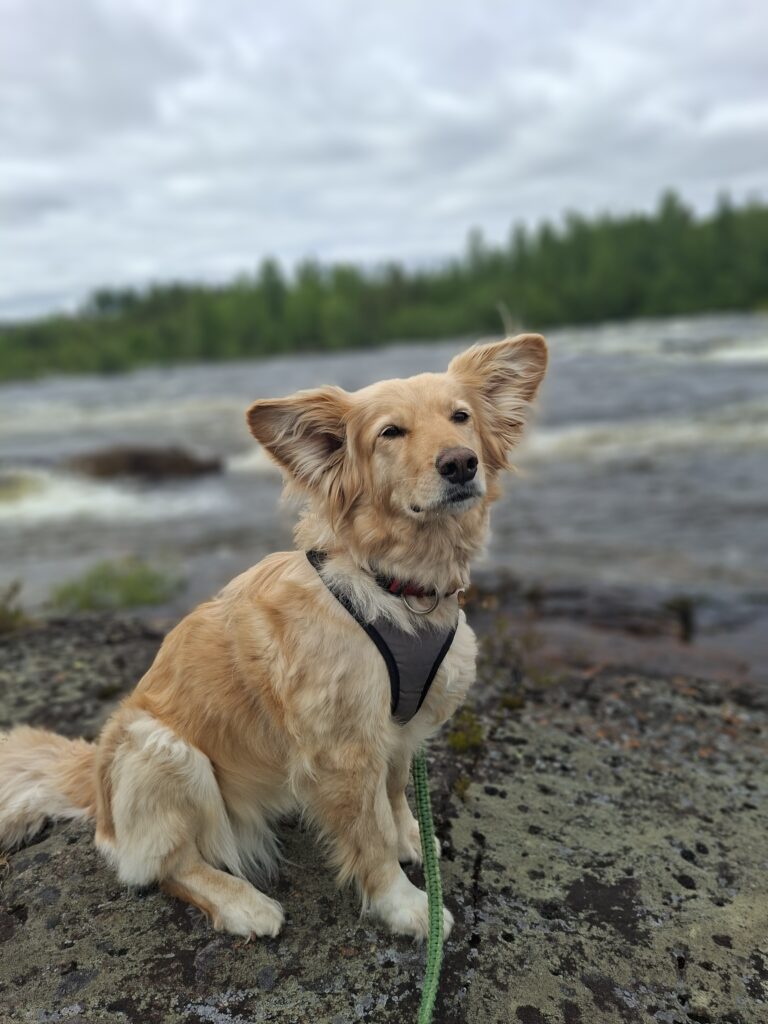 Keisy in Schweden. Schweden ist ein Hundefreundliches Land. Keisy Lächelt. Bild wurde aufgenommen an einen Wasserfall in Schweden bei einer Wanderung. Sie meistert die Reise mit uns gemeinsam hervorragend. Unsere kleine Reise Maus
