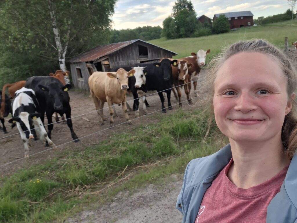Selfie von Jacqueline mit einer neugierigen Kuhherde auf einen Bauernhof in Schweden. das Bild zeigt einen persönlichen Moment unserer Reise und ergänzet den Beitrag wissenswertes über Schweden.