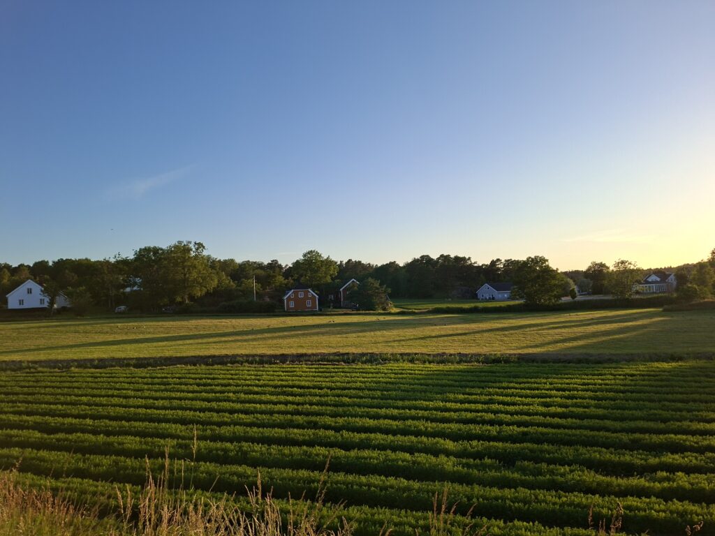 Weite Wiesen und Natur auf Tromøy – ideal für einen Spaziergang mit Hund.