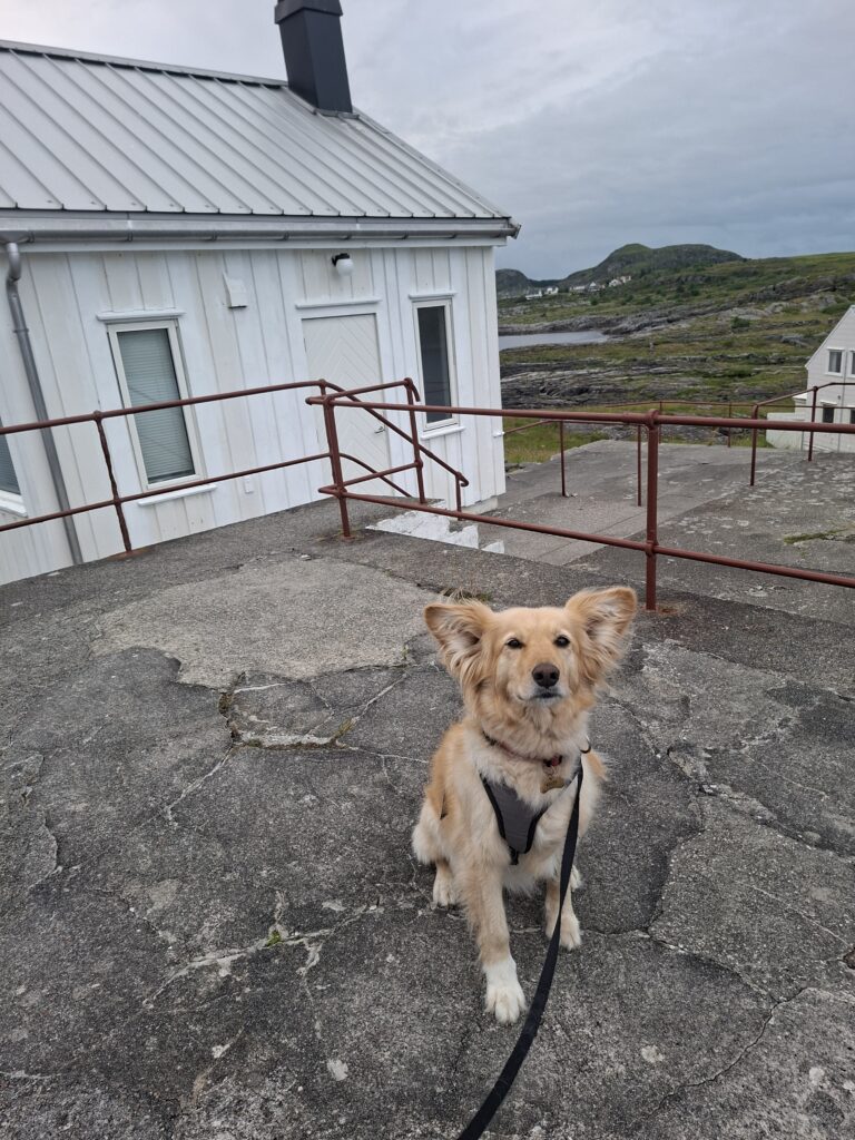 Unsere Hündin Keisy sitzt vor einem weißen Gebäude auf einer Felsfläche in Fjøløy. Im Hintergrund sind die Küste und das Meer zu sehen. Das Bild entstand während unserer Reise zu den schönsten Orten in Norwegen mit dem Camper.