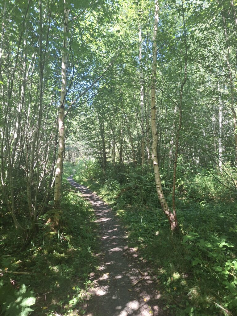 Waldbild aus Norwegen. Beim wandern durch Norwegen. Es scheint die sonne und man sieht ein Pfad zwischen den Birken.