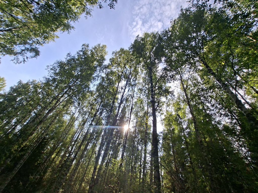 Finnische Waldlandschaft – Sehenswürdigkeiten in Finnland und unsere persönlichen Highlights