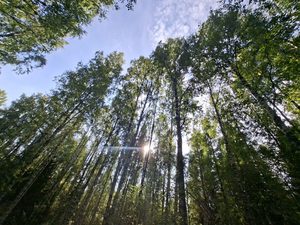 Finnische Waldlandschaft – Sehenswürdigkeiten in Finnland und unsere persönlichen Highlights