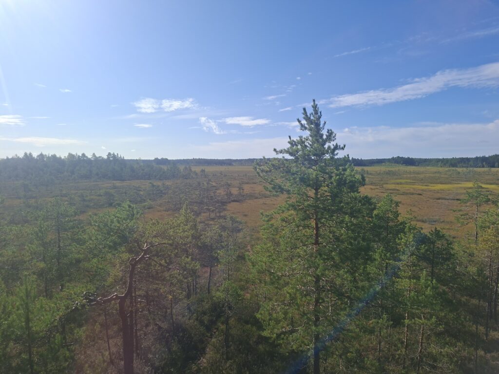 Landschaft Finnlands im Beitrag wissenswertes über Finnland. Die Sonne scheint, man sieht Kiefern und flache Landschaft. Foto wurde in einem Finnischen Nationalpark aufgenommen