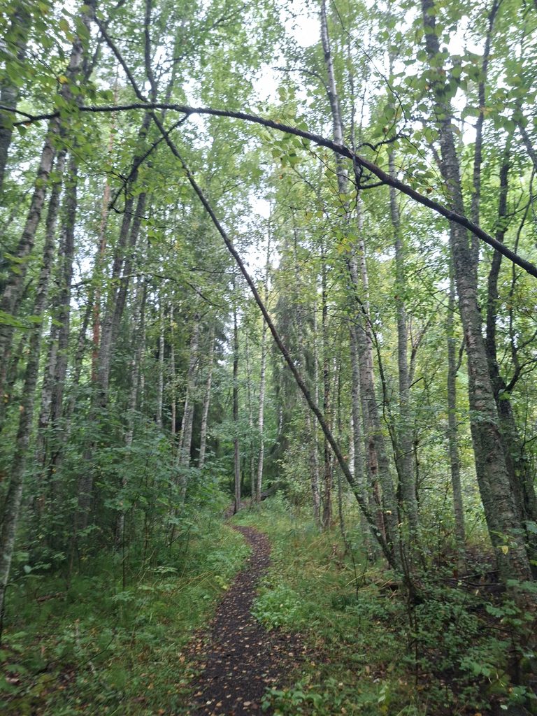 Wald und Wanderweg in Finnland