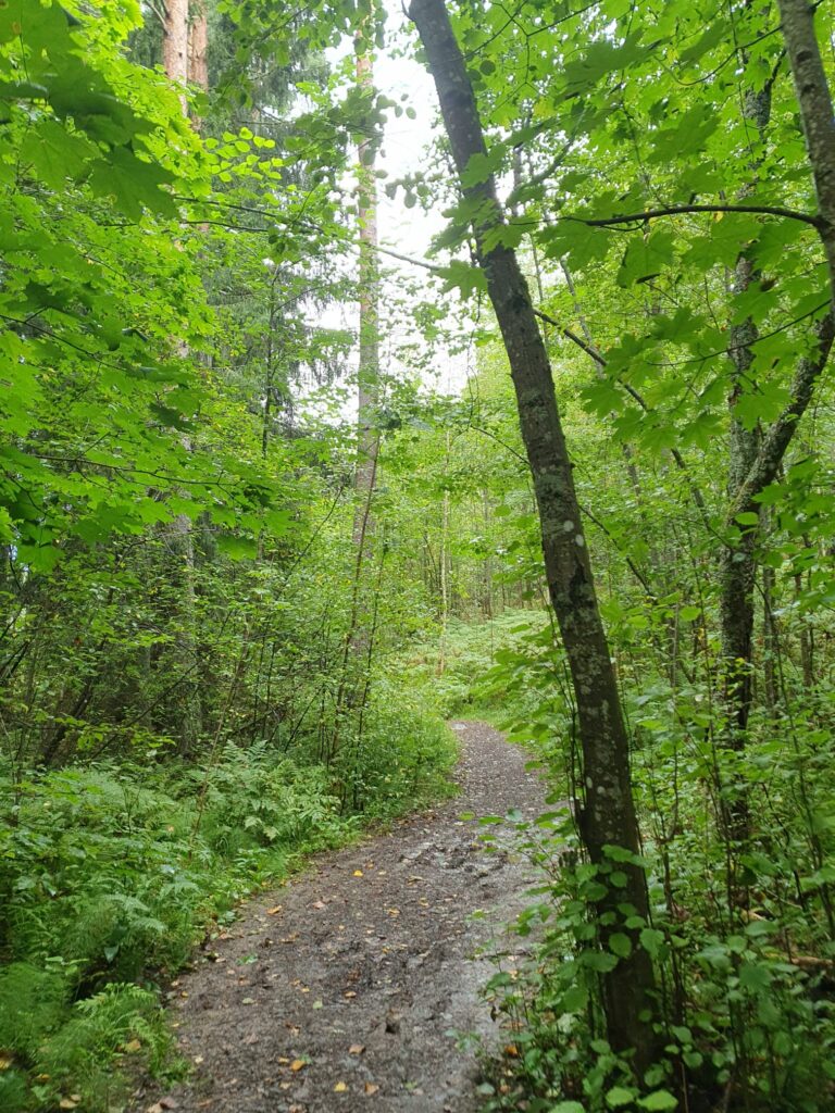 Natur in Finnland. Mischwald und ein schmaler Schotterweg sind zu sehen.