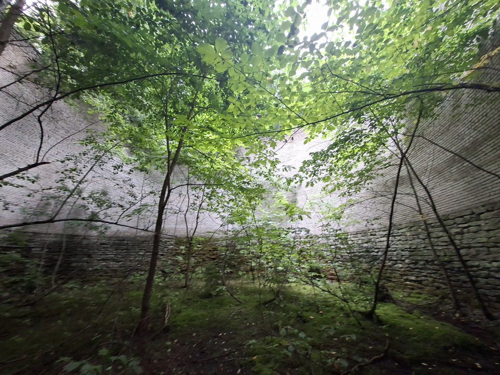 Waldweg zwischen hohen Bäumen in Estland
