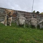 Wissenswertes über Estland. Keisy neben Steinfiguren