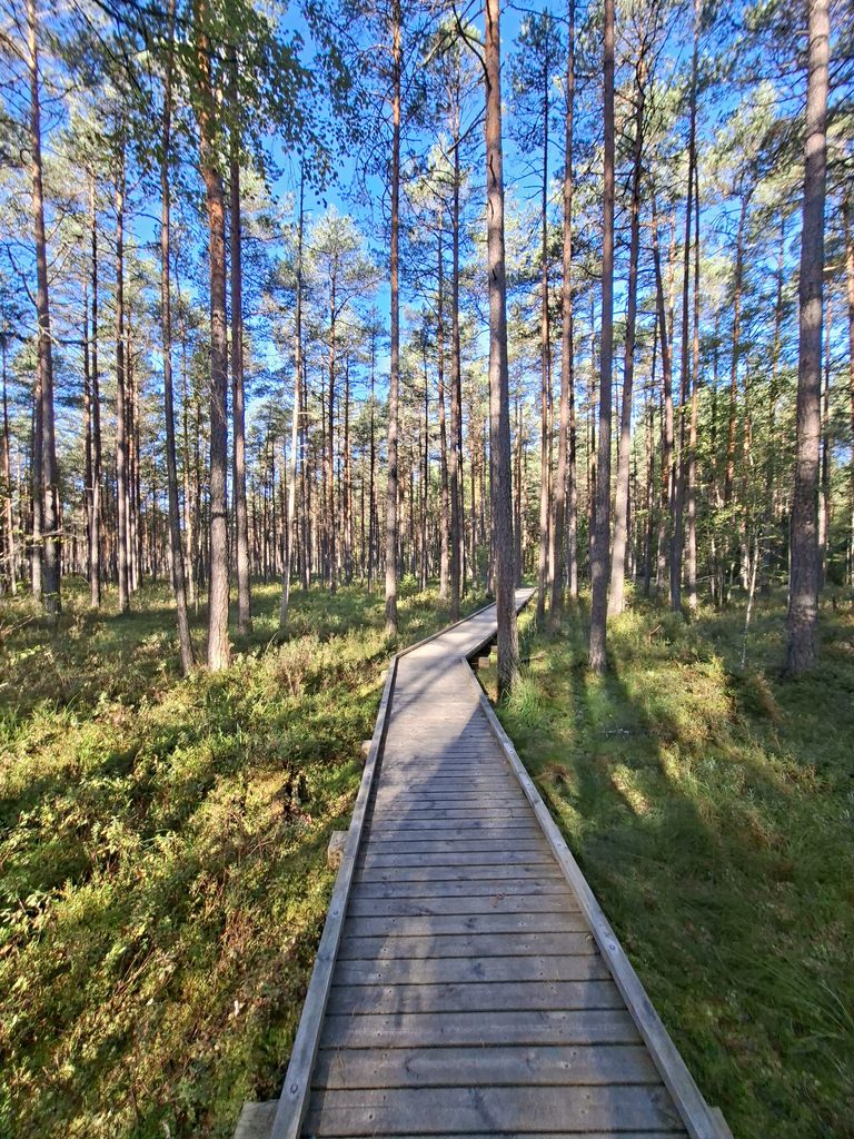 Holzsteg durch den Wald im Karula-Nationalpark
