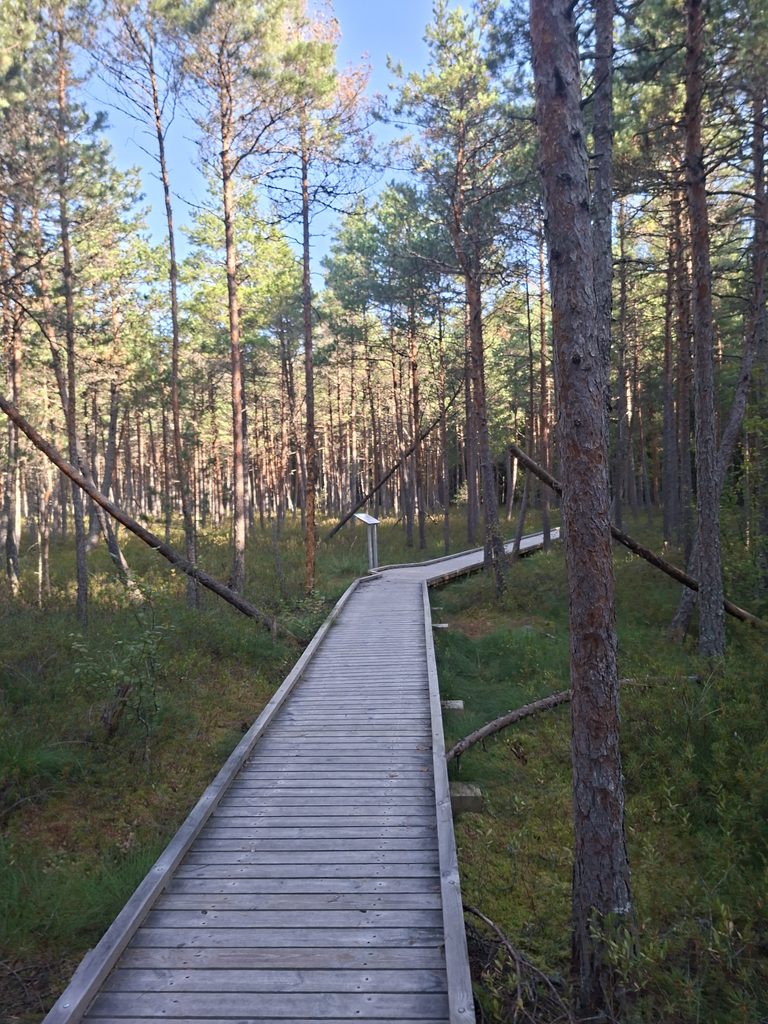 Holz Wanderweg im Valgesoo-Studienpfad 