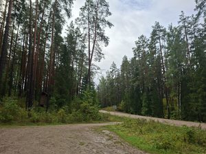 Lettland mit dem Camper. Waldwege in Lettland